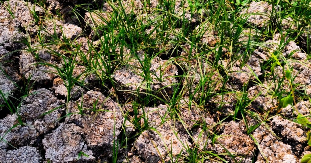 Deep fissures split dry soil, with green grass and small plants growing between the cracks. The ground surface is rough.